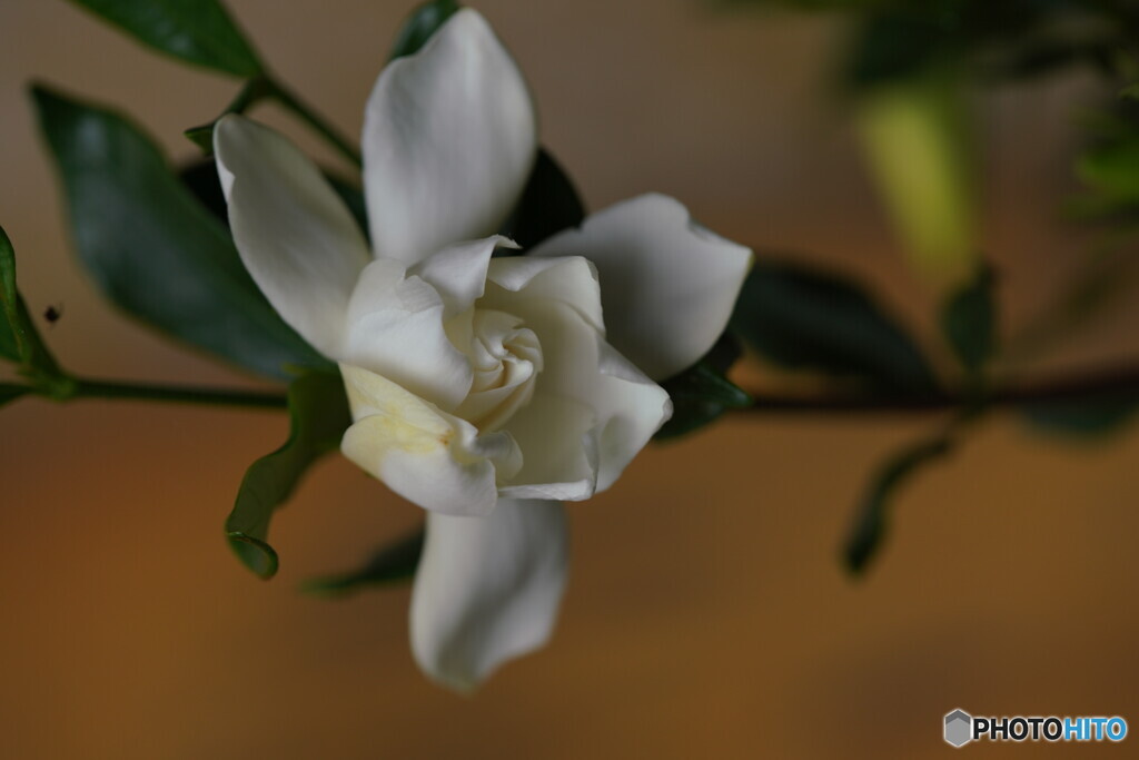 八重くちなしの花（鉢植え）