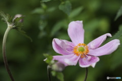 秋明菊