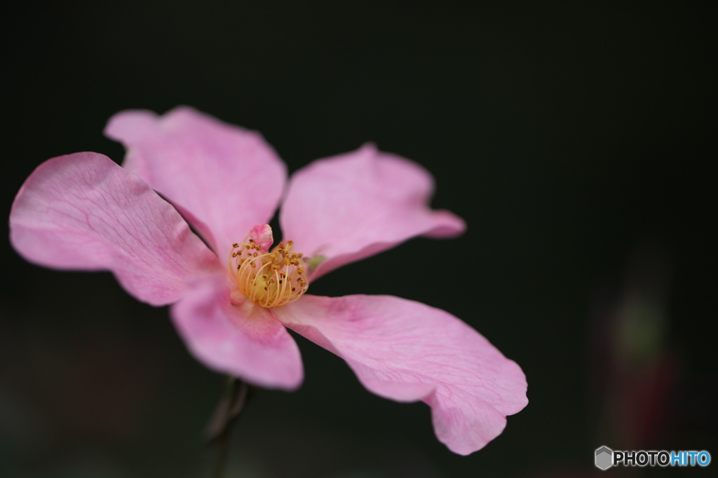 秋の薔薇