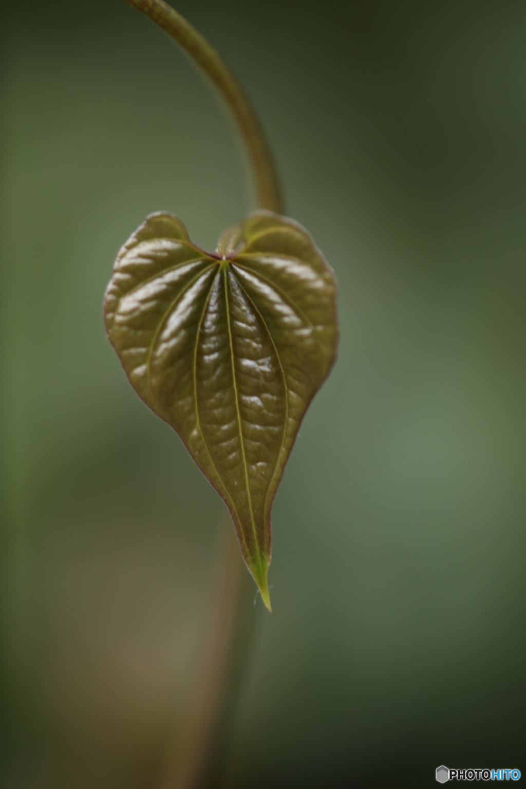 長芋の葉