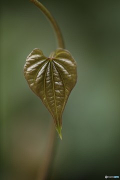 長芋の葉