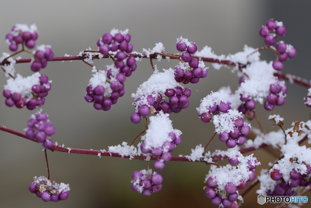 雪の朝