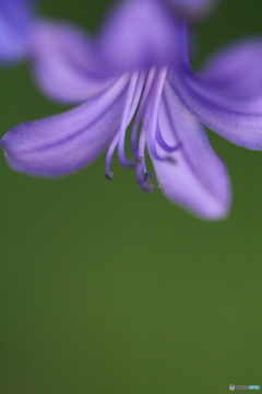 紫の歓喜