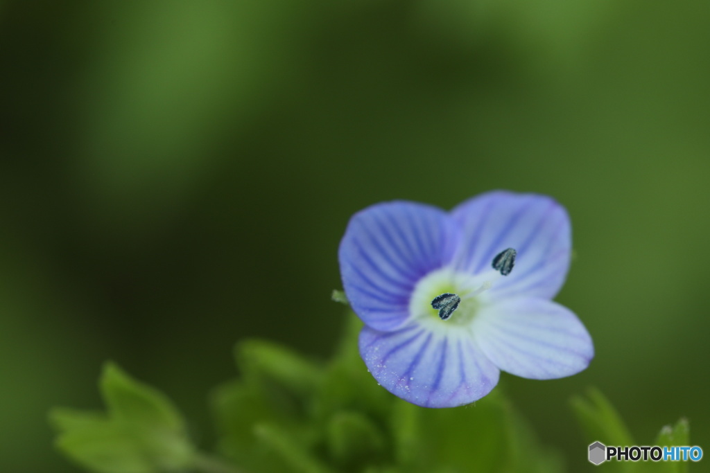 オオイヌノフグリ花芯