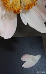 芍薬花びらハート