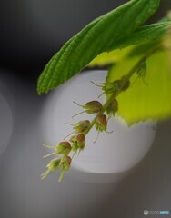 トサミズキその後
