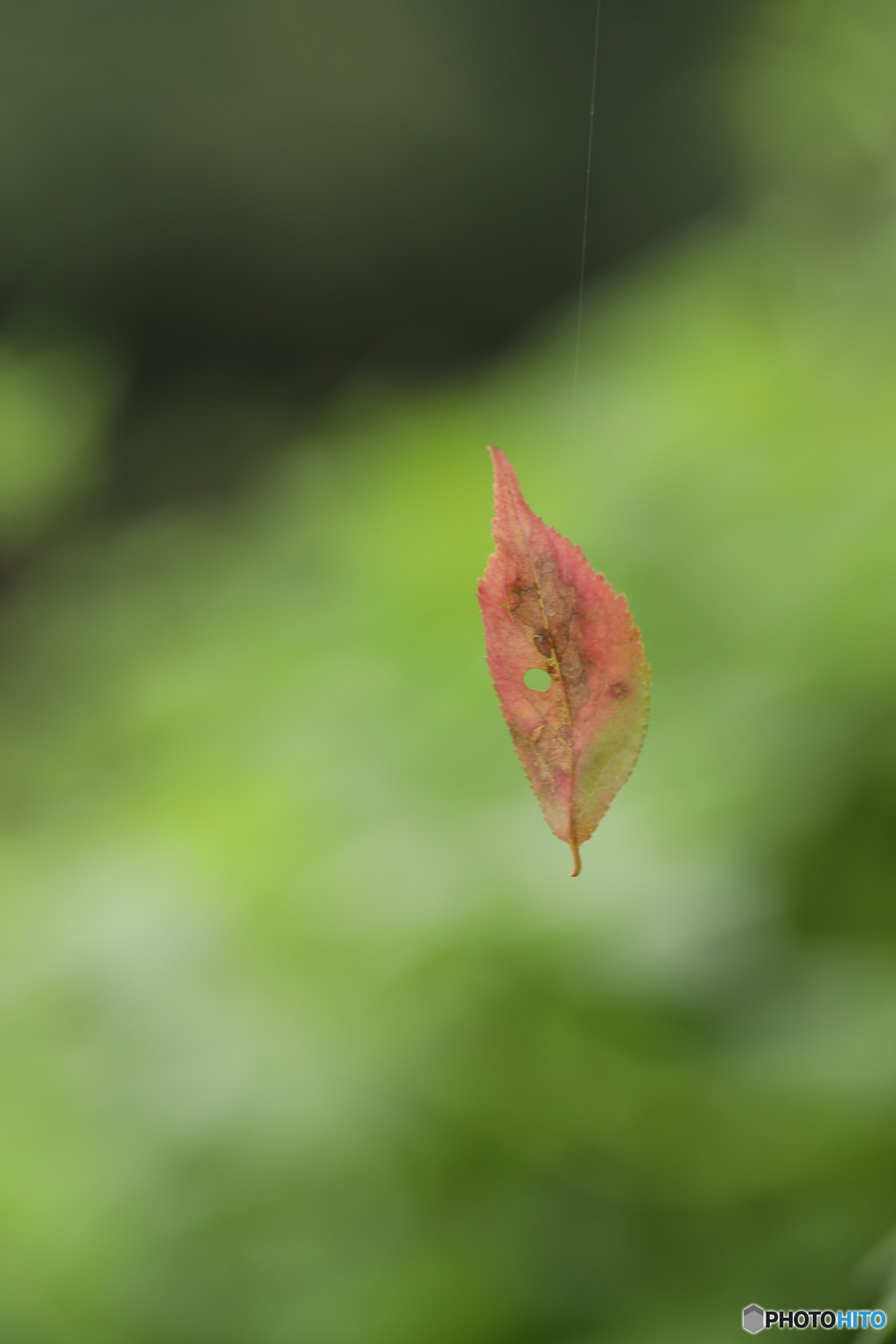 桜紅葉