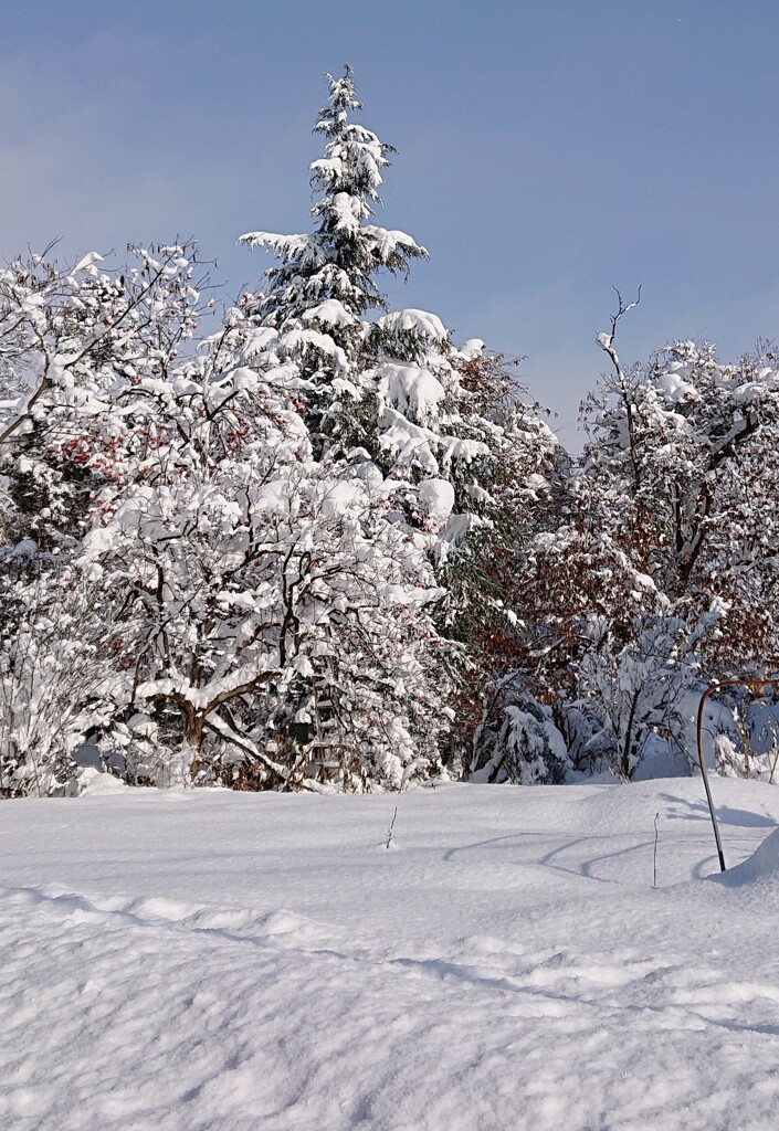 着雪の木々