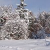 着雪の木々