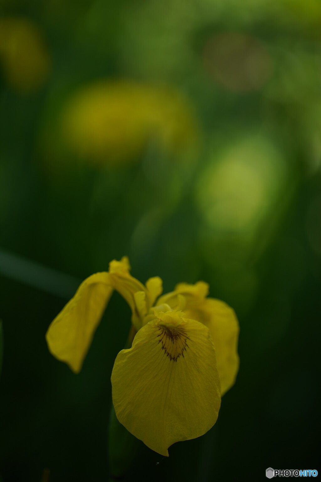 黄菖蒲