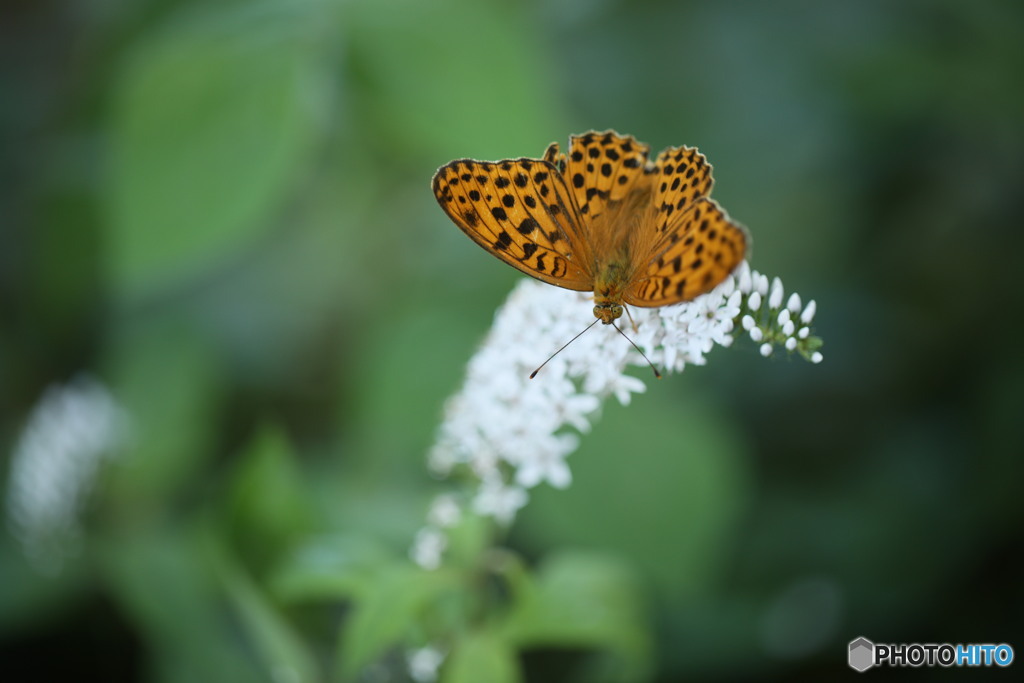 オカトラノオにヒョウモンチョウ