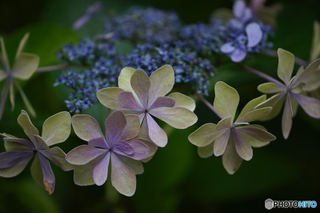 8月の紫陽花