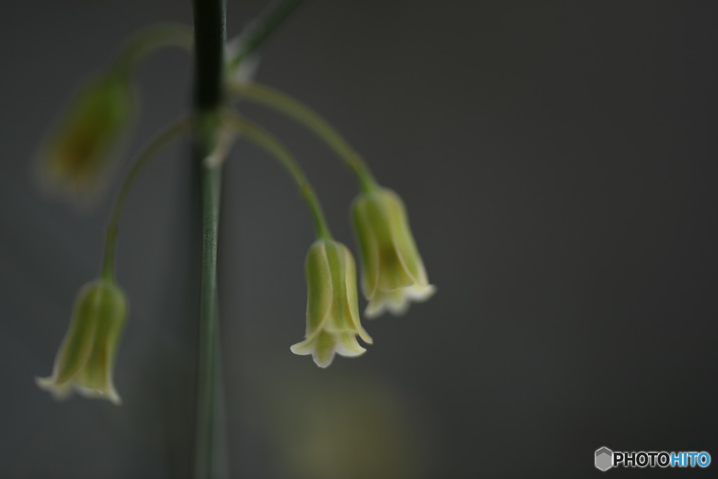 アスパラの花