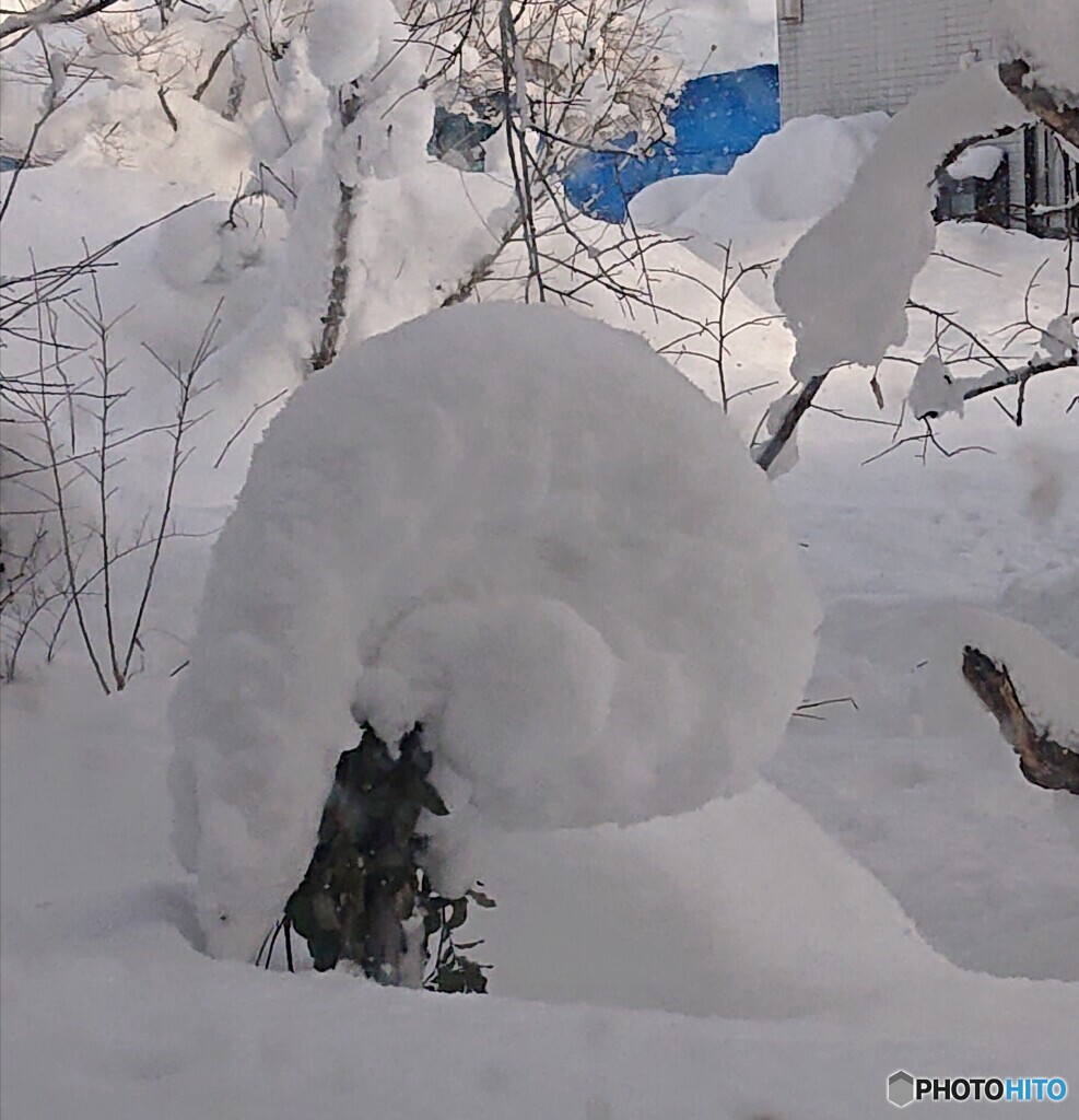 雪のロールケーキ