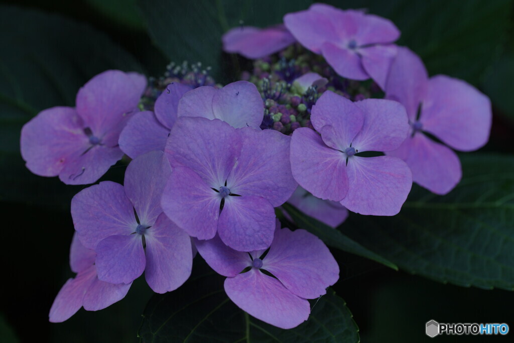 紫陽花