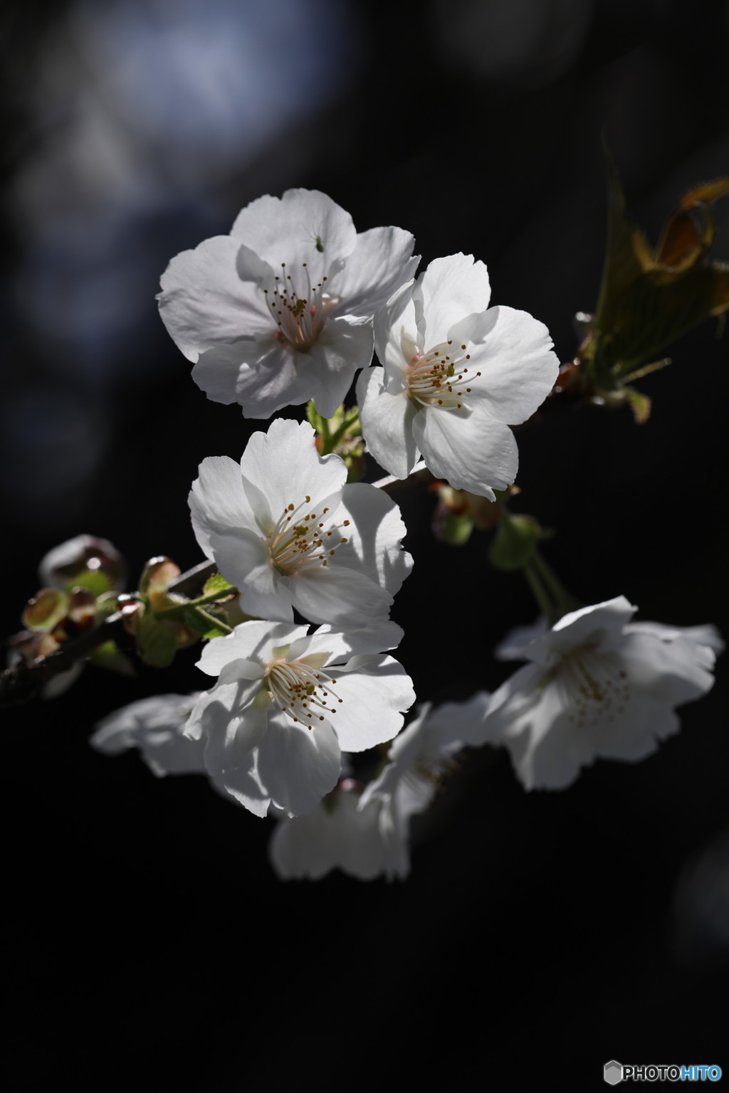 山桜