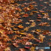 散り紅葉