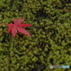 苔の上