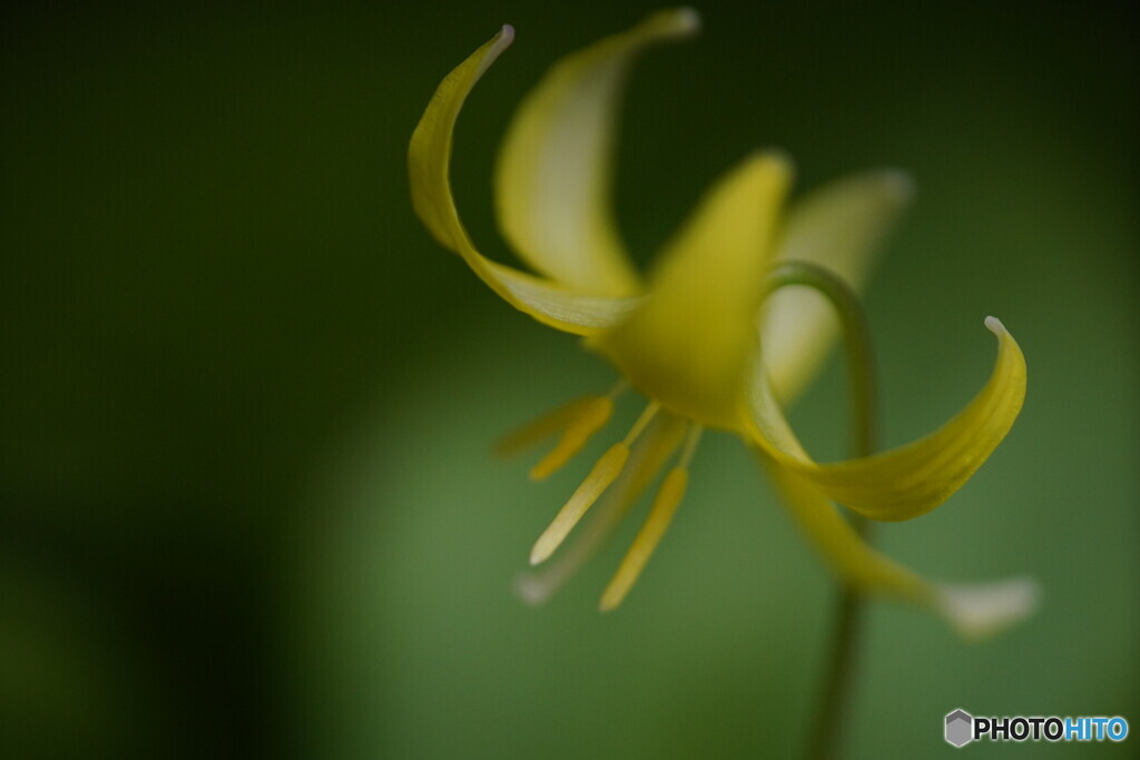 黄花カタクリ