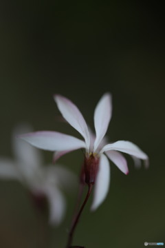 山野草