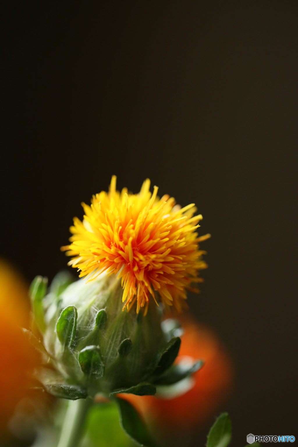 紅花
