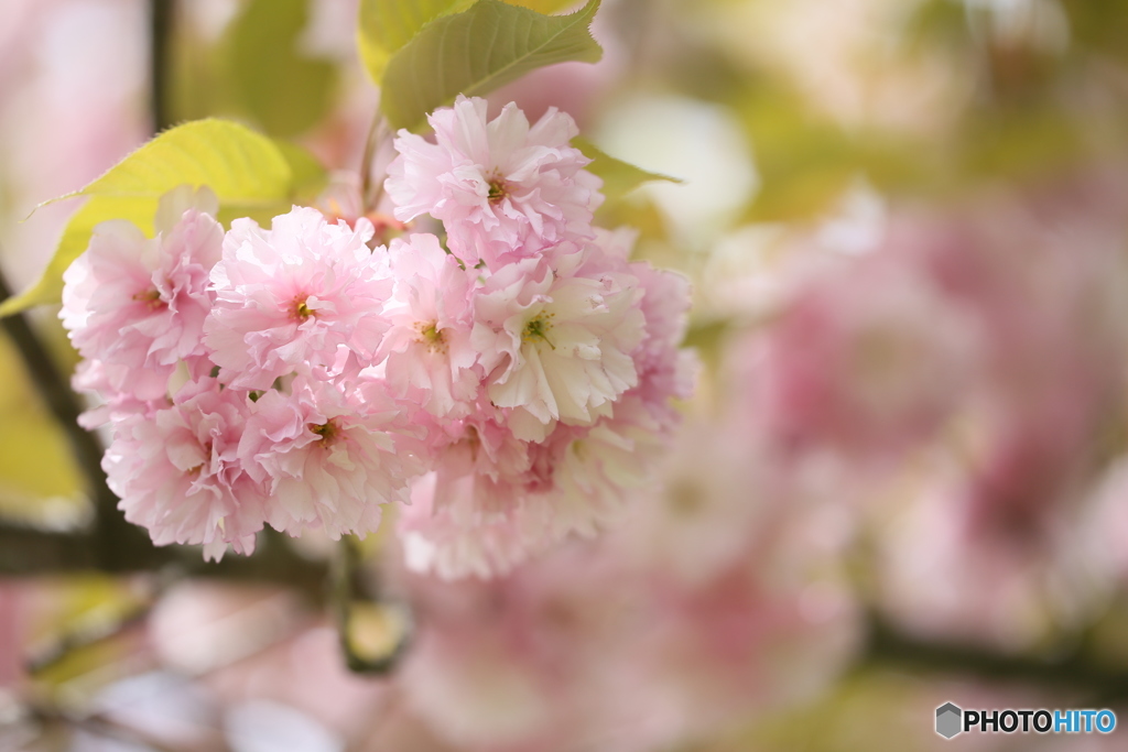 その名もゆかし