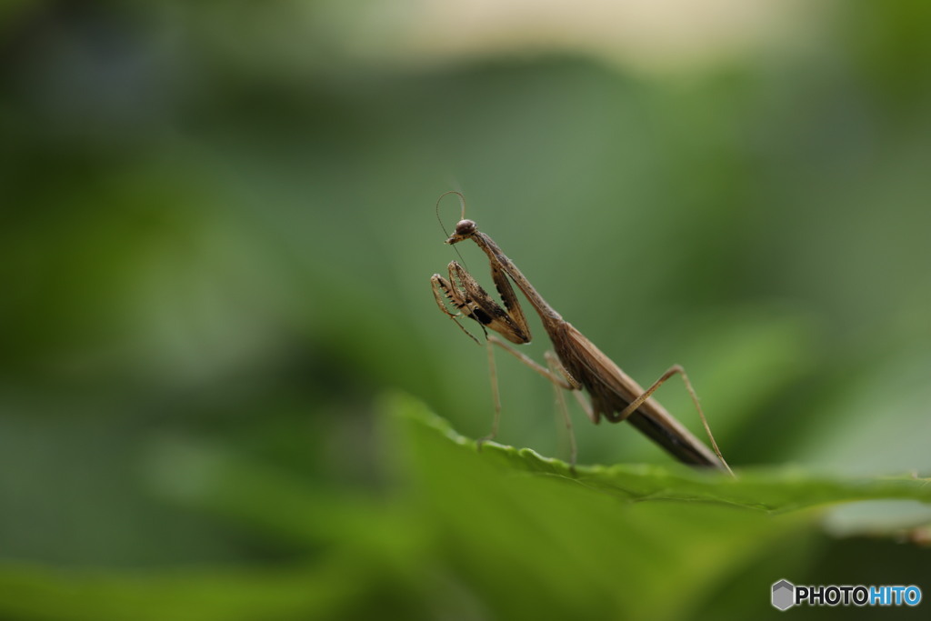 コカマキリ