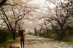 桜ロード