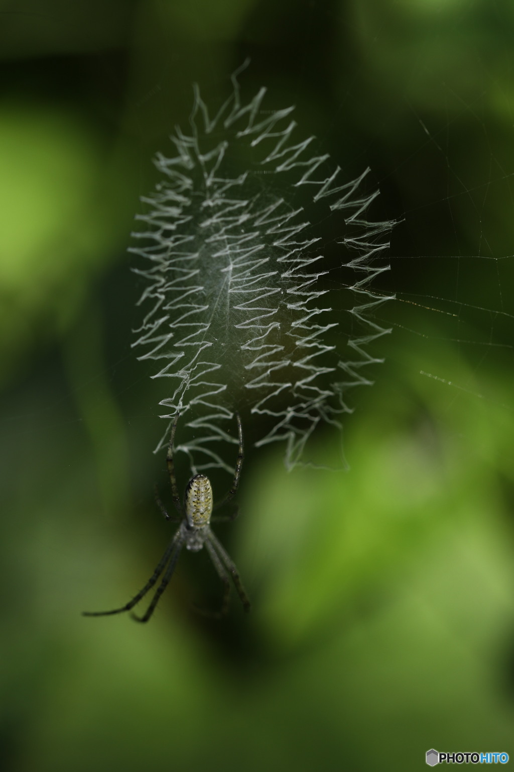 ギザギザのクモの巣 By ぢ Id 写真共有サイト Photohito