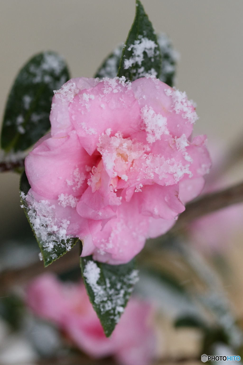 初雪
