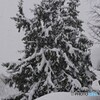 屋根の上から(もみの木)