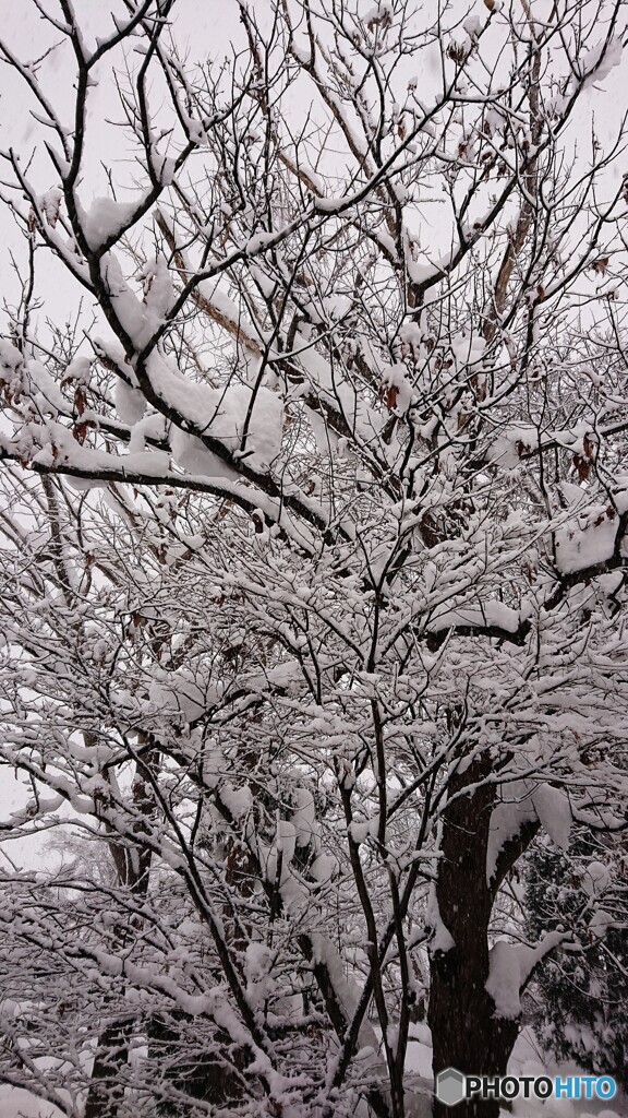 着雪
