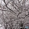 着雪