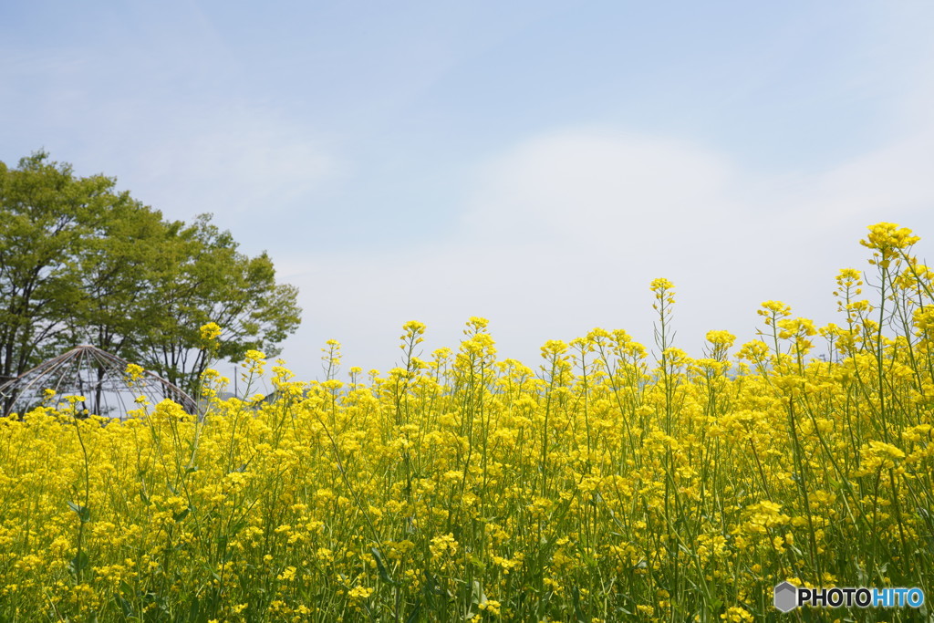 近くの菜の花