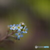 キュウリグサ