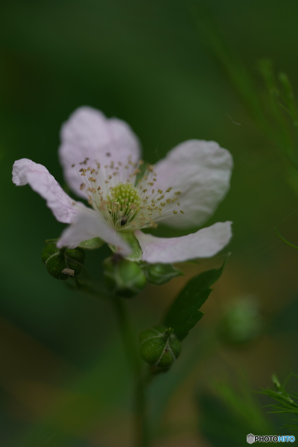 ブラックベリーの花