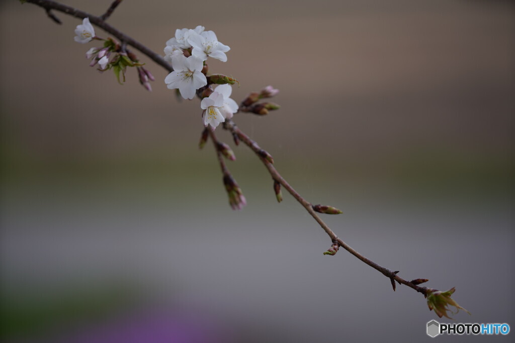 枝垂れ桜