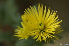 鉢植えの菊