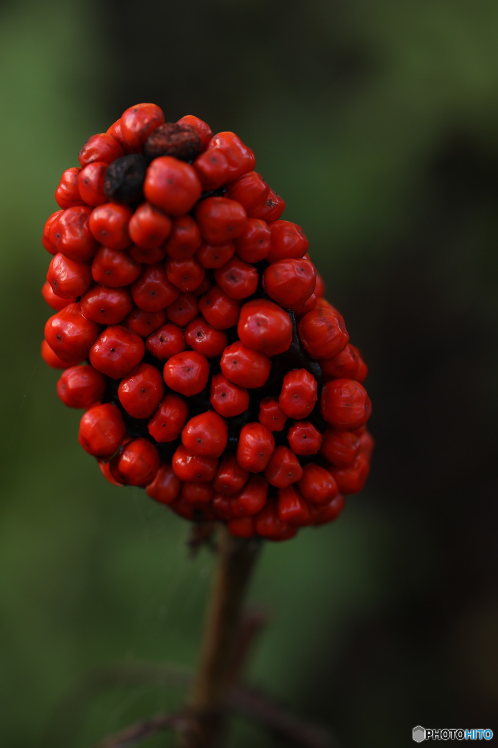 毒々しい赤 By ぢ Id 写真共有サイト Photohito