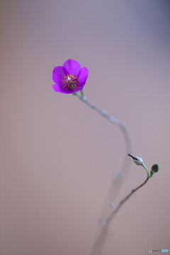 三時草