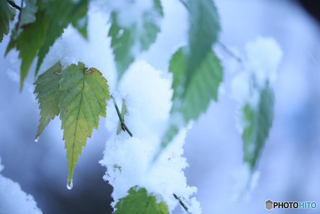 残った葉に雪がつもる