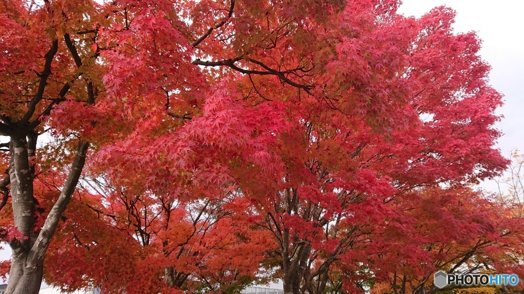 誘致工場の紅葉