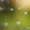 冷たい雨の雫