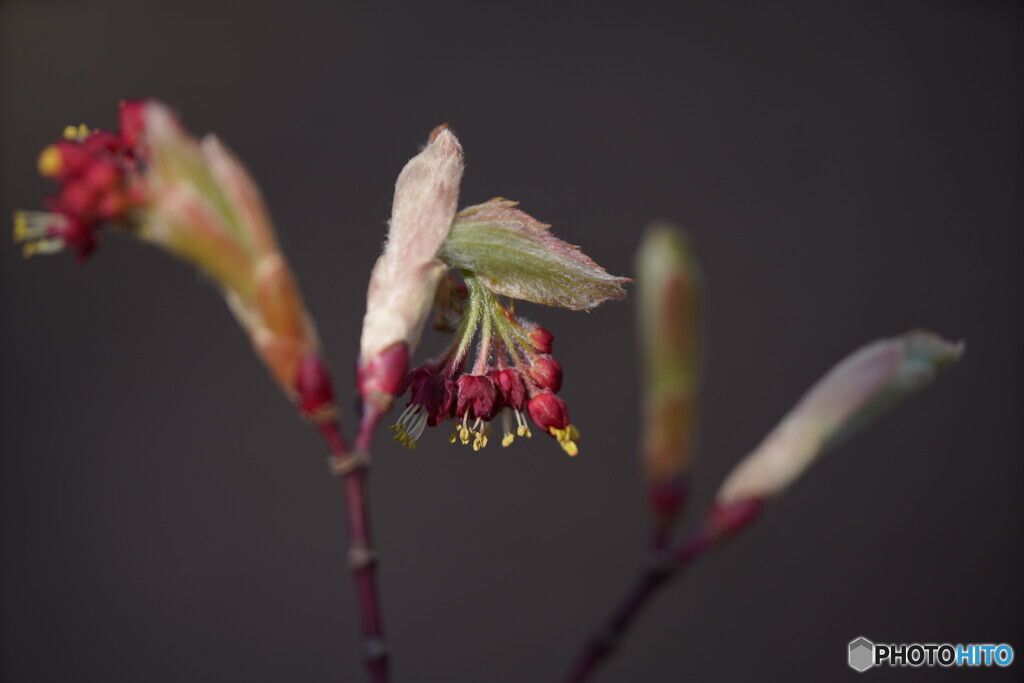 楓の花