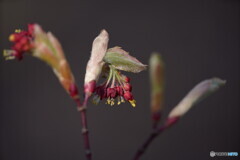 楓の花