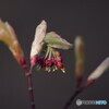 楓の花