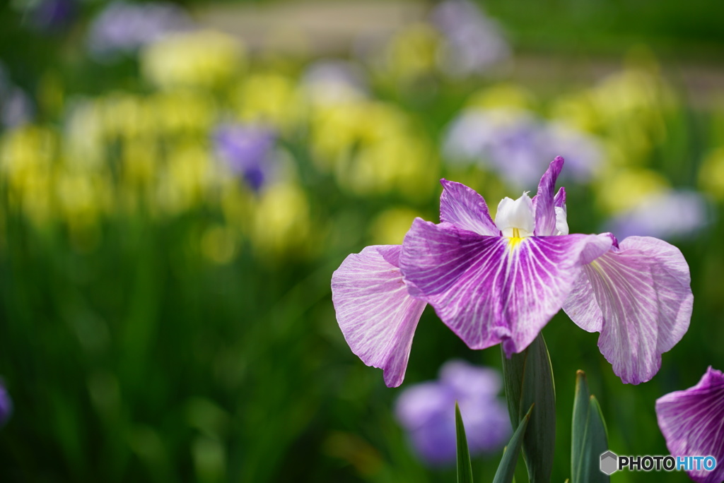 花菖蒲