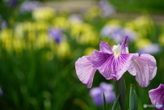 花菖蒲