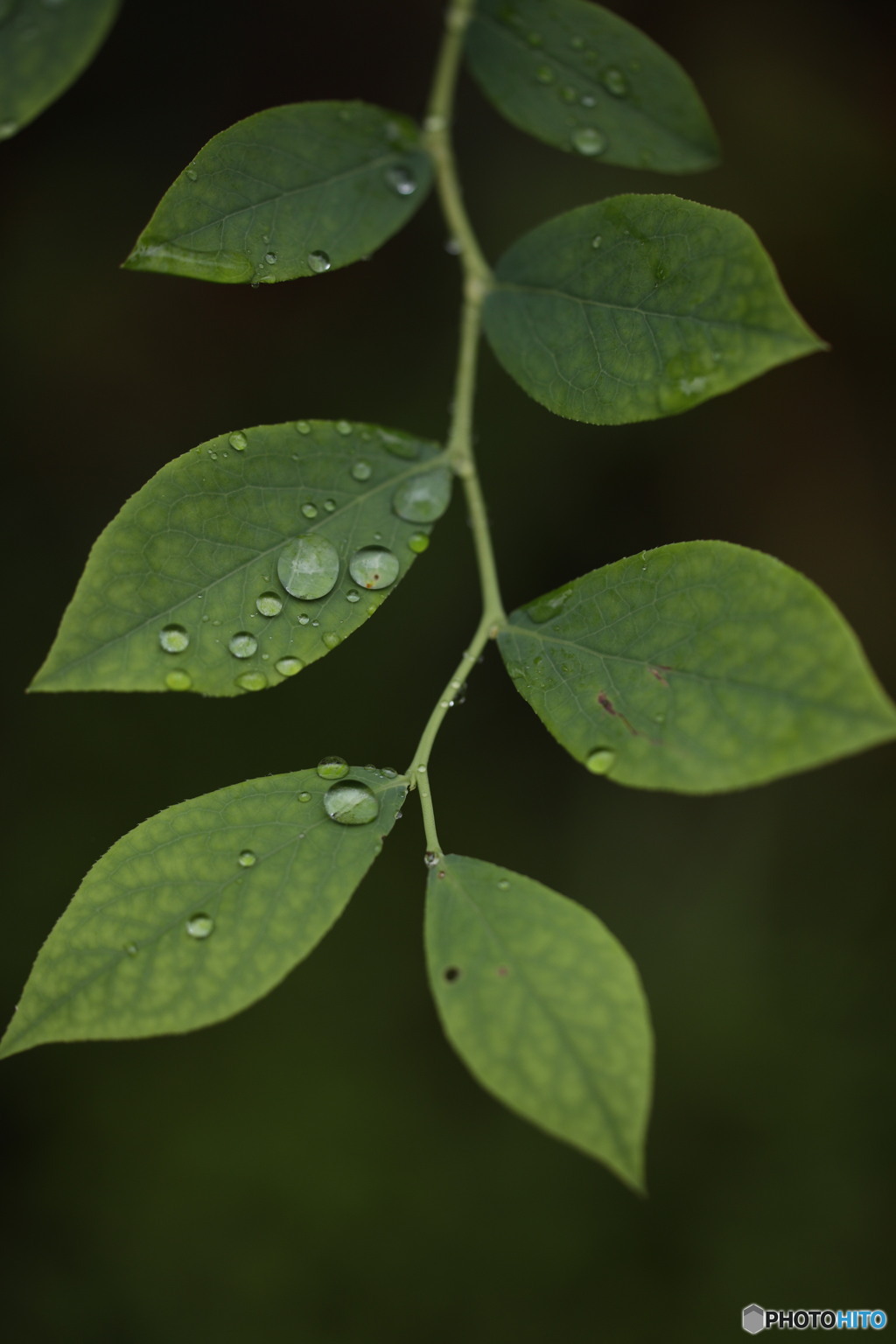 ブルーベリーの雫