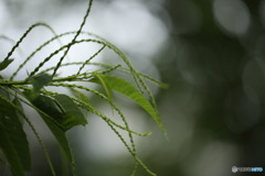 栗の花